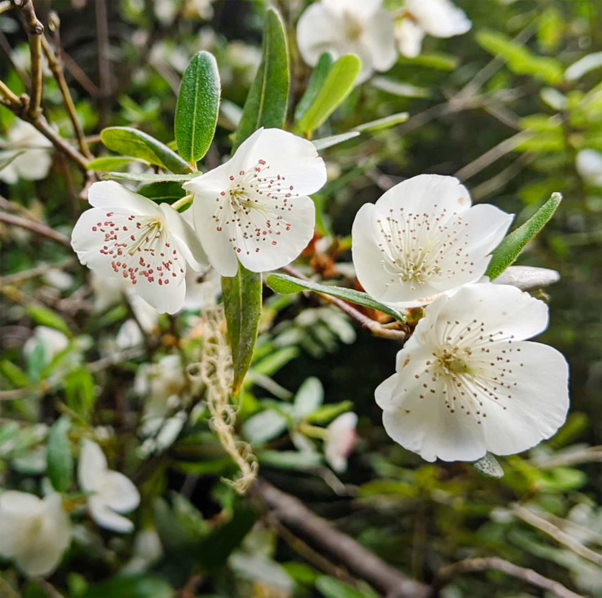 20241219レザーウッド花写真