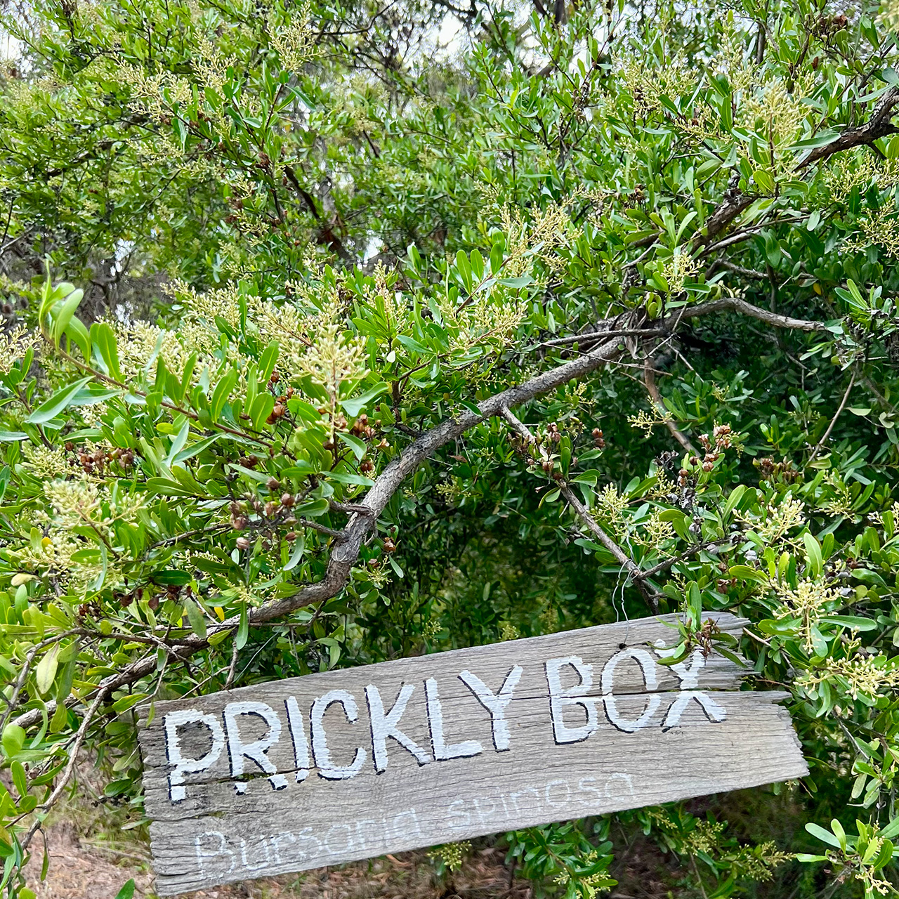 プリックリー花と看板