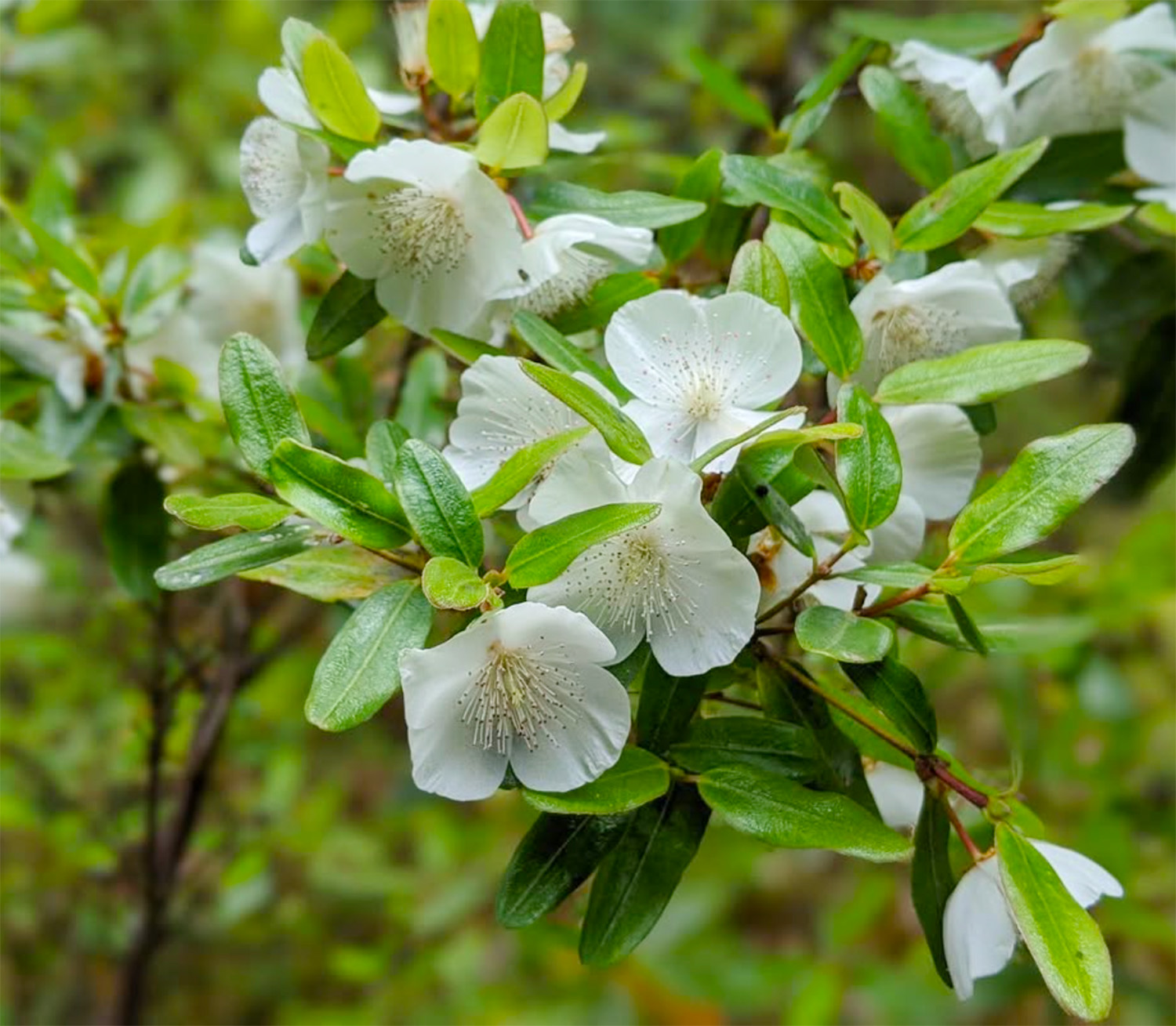 レザーウッド花2